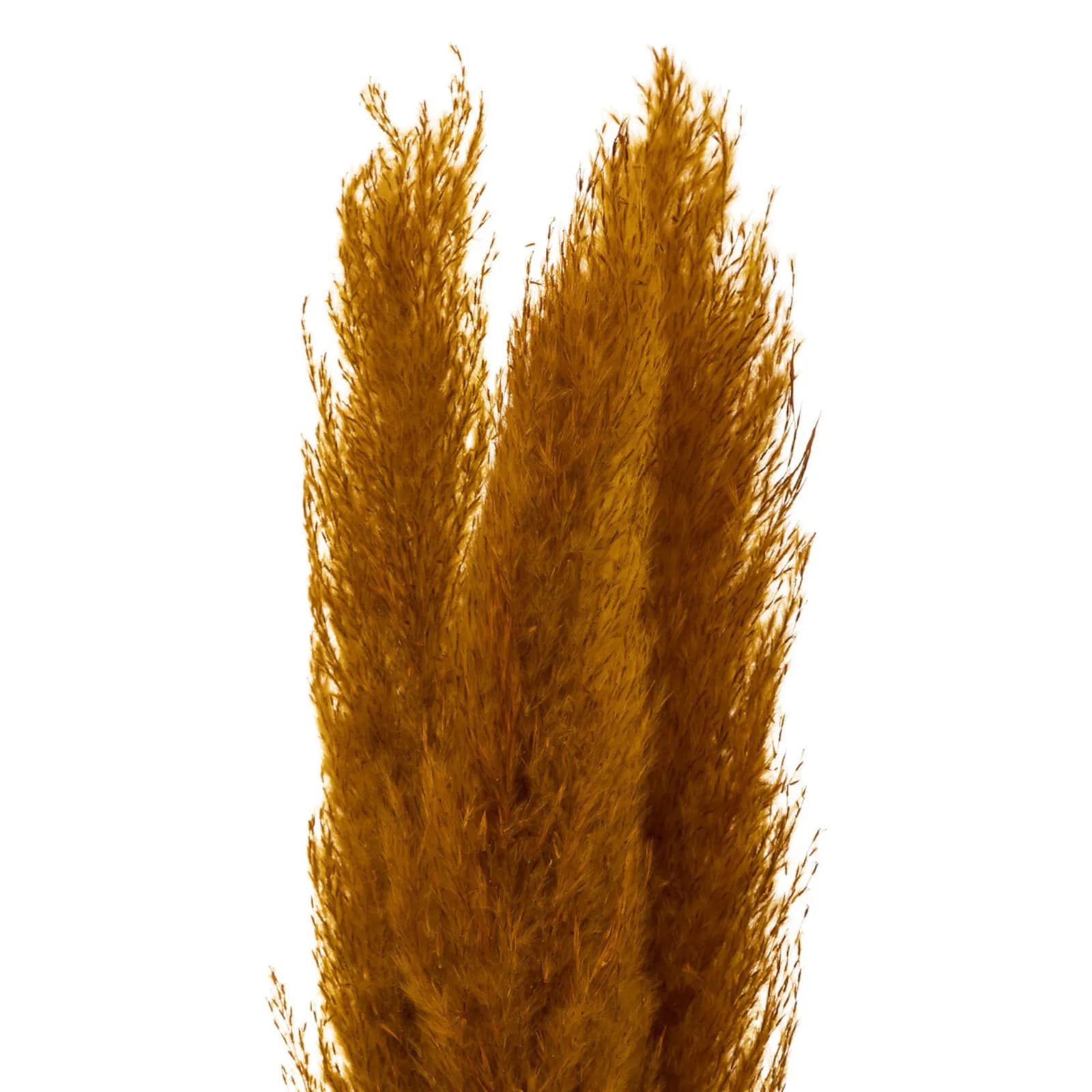 Set 3 piume di pampa decorative 110h cm arancione ramato