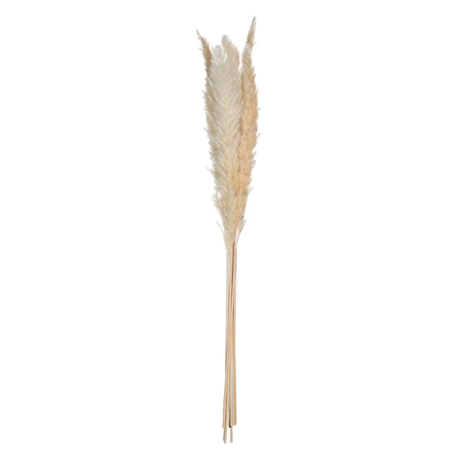 Set 6 rami decorativi di pampa 67h cm naturale