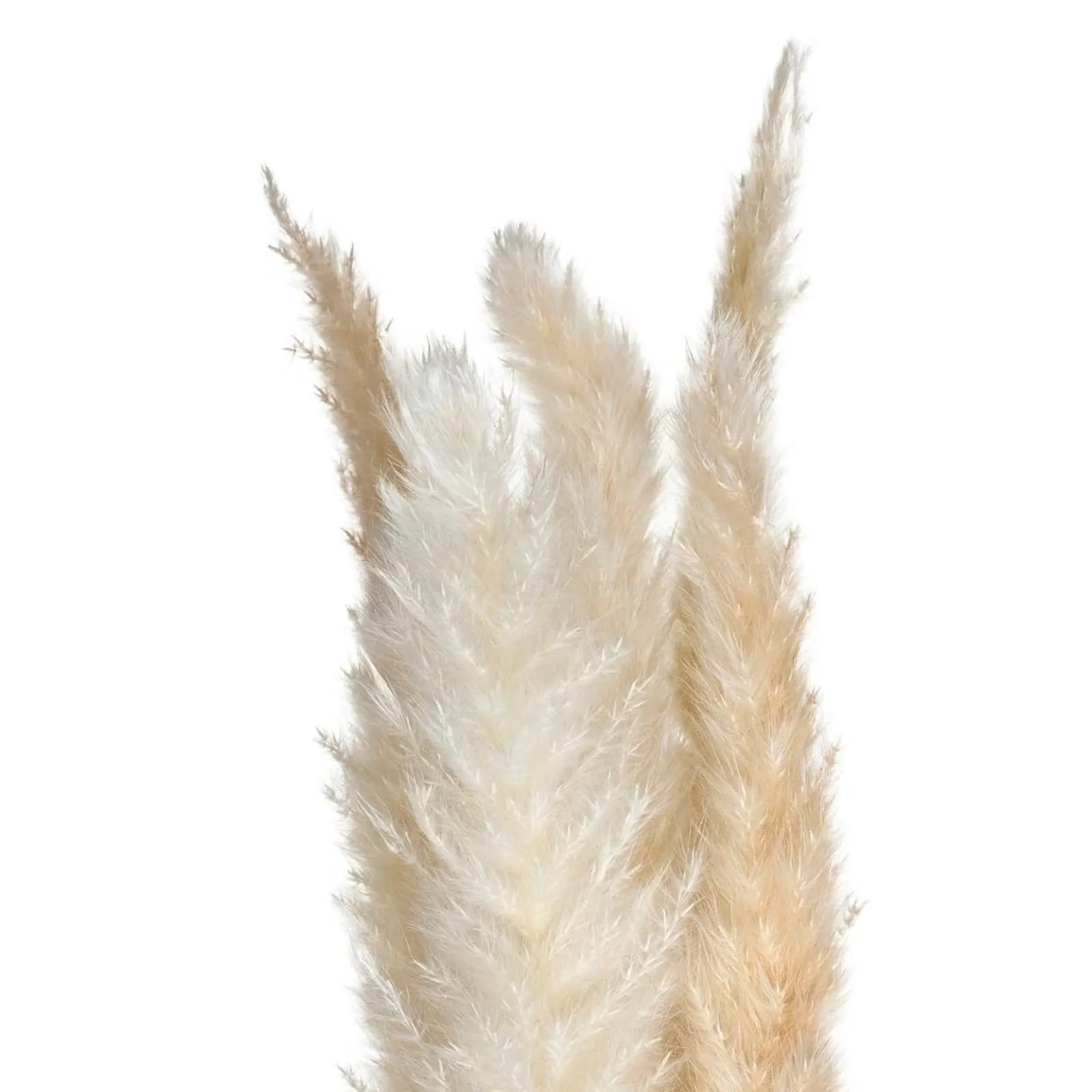 Set 6 rami decorativi di pampa 67h cm naturale