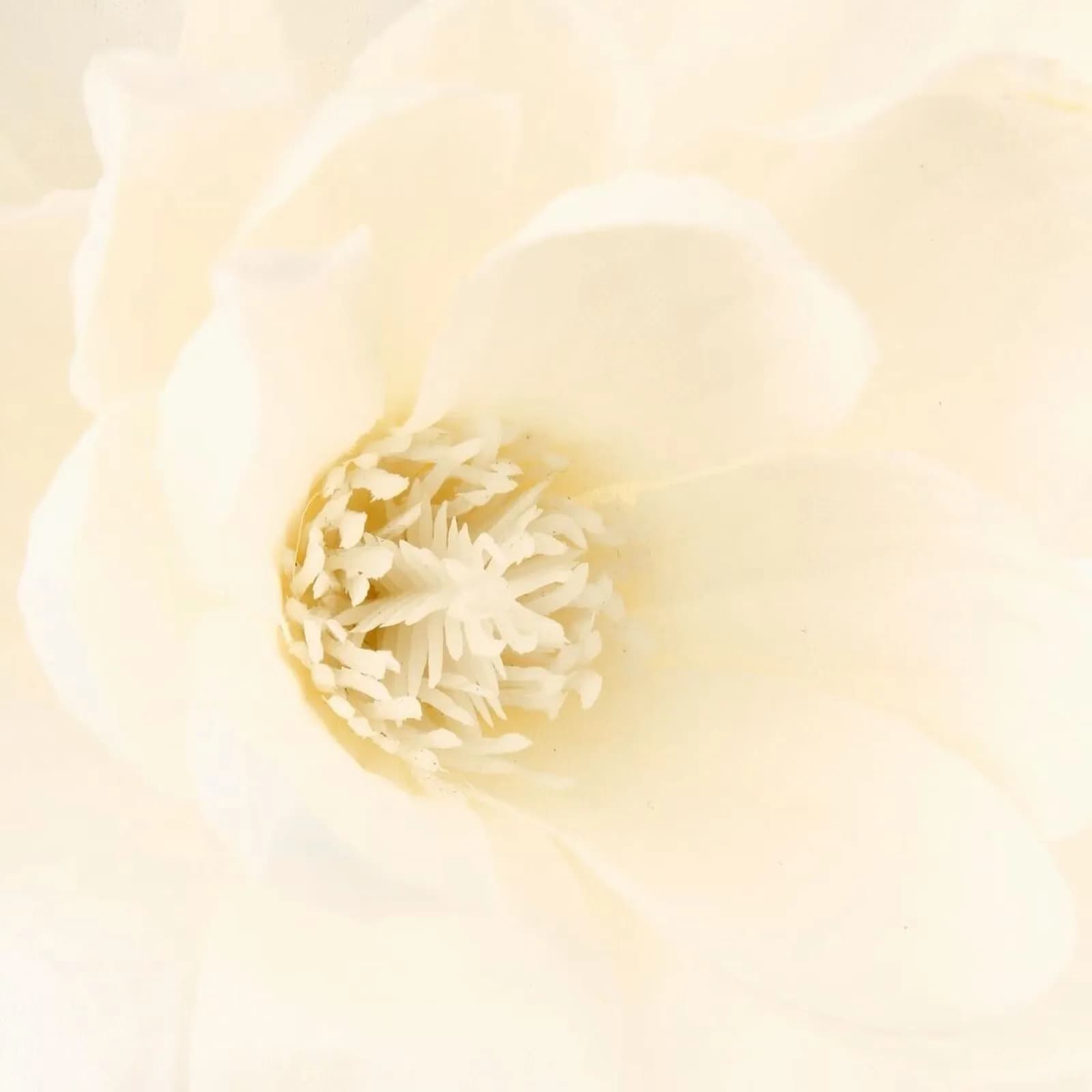Pianta artificiale di magnolie 75h cm in vaso di ceramica bianco