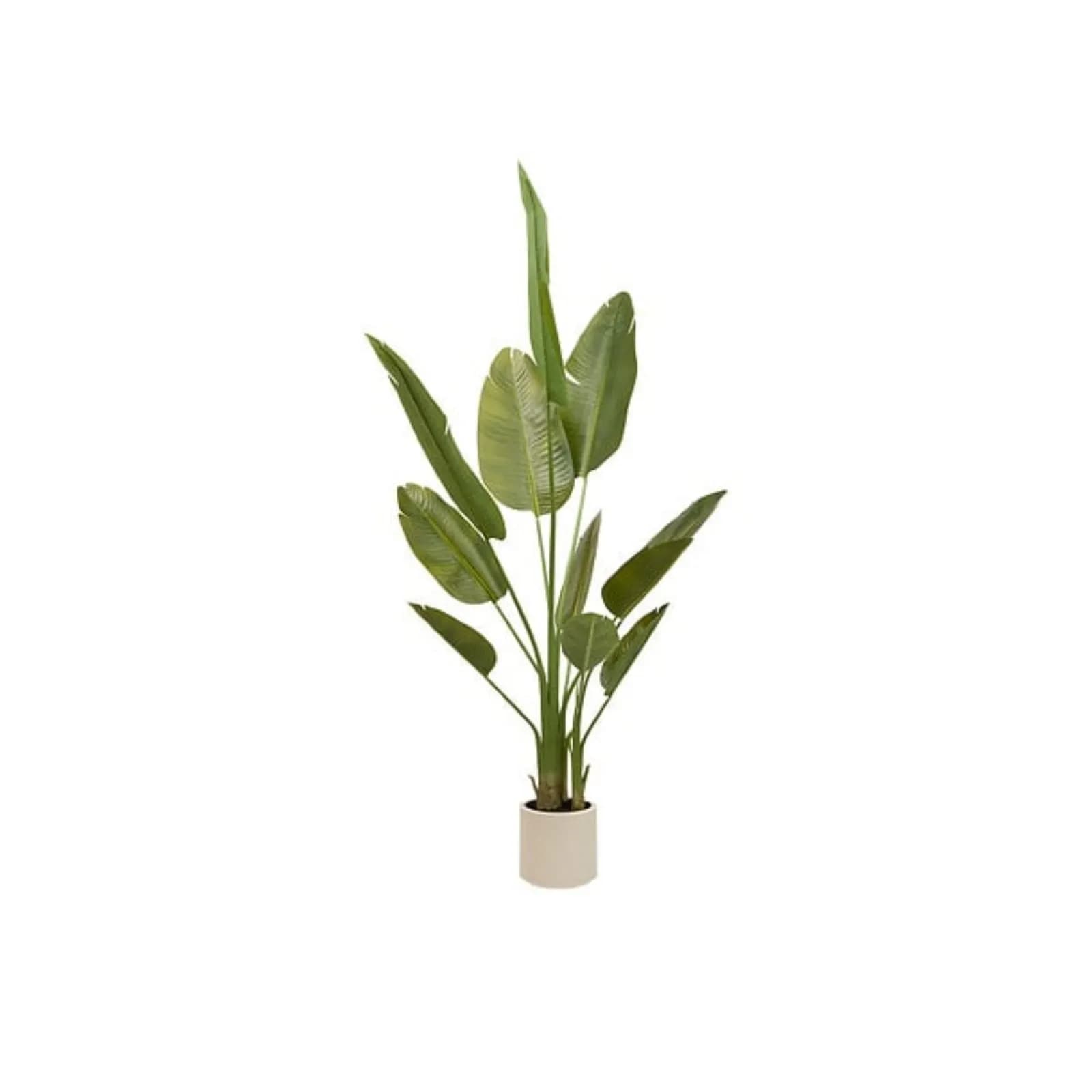Pinta artificiale di banano 200h cm in vaso beige